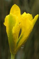 Iris danfordiae flowering in February