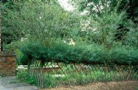 Living woven willow fence and hedge. Salix purpurea 'Nancy Saunders' at Marchants Nursery, East Sussex