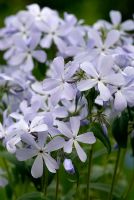 Phlox divaricata 'Clouds of Perfume' flowering in April