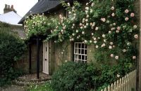 Rosa 'New Dawn' in flower on front of cottage (2 of 2)