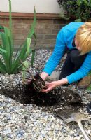 Woman planting a Canna - teasing out the roots