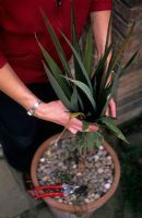 Woman tying up foliage of Cordyline for winter protection