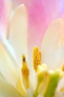 Tulipa 'Peaches and Cream'  ,  