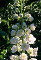 Delphinium 'Moonbeam' flowering in July