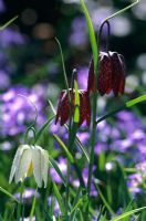 Fritillaria meleagris flowering in March