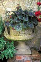 Urn planted with Heuchera americana 'Ring of Fire' - Alunroot in July