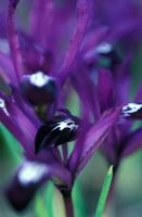 Iris reticulata 'Pauline' - Netted Iris  