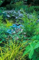 Green summer border with Rodgersia podophylla , Carex elata Bowles, Osmunda regalis, Hosta Halcyon and Geranium macrorrhizum Album in June