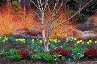The Winter Garden at Bressingham Gardens, Norfolk. Betula apoiensis Mount Apoi with Erica x darleyensis Kramer's Rote, spring bulbs and Cornus sanguinea Midwinter Fire in late Winter.