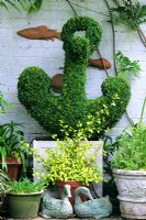 Buxus topiary anchor planted in a container