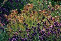 Nigella damascena and Lavandula angustifolia