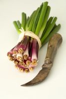 Allium cepa 'Rosa Lunga di Firenze' - red spring onion 