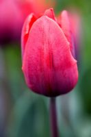 Tulipa 'Couleur Cardinal' 