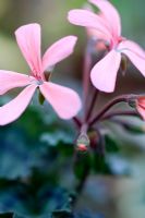 Pelargonium 'Dresden Pink' 