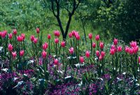 Tulipa 'Mariette' and Aubretia 'Great Dixter'