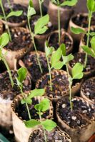 Lathyrus - Sweet pea seedlings in recycled card tubs and toilet rolls