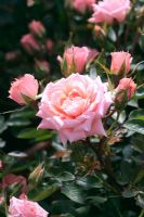 Rosa 'Flower Power' = Patio rose 'Fricassia' 