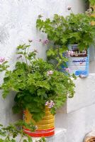 Geraniums planted in recycled tin cans, positioned on wall shelves 