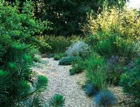 Gravel garden with Pennisetum macrourum at Knoll Gardens, Dorset