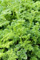 Petroselinum crispum - Curly Leaf Parsley at West Dean Gardens showing early signs of bolting 
