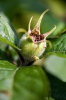 Mespilus germanica 'Dutch' - Medlar with young fruit in early Summer