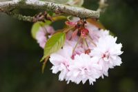 Prunus - Weeping Cherry at The Ridges garden, Lancashire