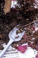 Vine weevil grubs eating away roots of heuchera in pot