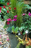 Seaside themed pot planting in recycled bucket, Stipa tenuissima - Pony tails, Euphorbia myrsinites, Dianthus 'India star', Senecio serpens klienia, Geranium, Cinereum splendens, Helianthemum 'Ben ledi' 