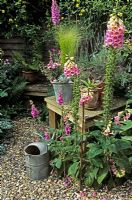 Table with Stipa tenuissima - Pony tails, Echium and Lavandula in pots, watering can, Digitalis and Lavandula by gravel path  