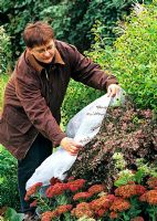 Woman covering Asters in bed with fleece to protect against frost at night to prolong the flowering period  