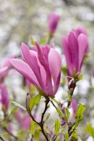 Magnolia stellata 'Susan'