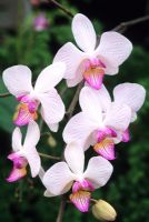 Phalaenopsis 'Party Popper' - Moth Orchid 