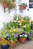 Small courtyard garden with masses of containers with bulbs