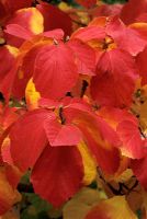 Fothergilla major  AGM   -  Autumn foliage.
