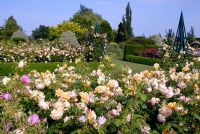 The rose garden at the RHS Gardens Hyde Hall in June. Roses include - Rosa Golden Celebration 'Ausgold'