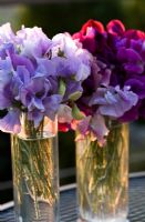 2 bunches of Lathyrus - Sweetpeas in glass vases on garden table 