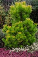 Pinus radiata 'Aureus'