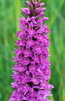 Dactylorhiza fuchsii - Common spotted orchid