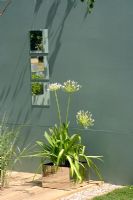 White Agapanthus in square metal container. Hampton Court 2006. 'Calm' by Barleywood garden designs