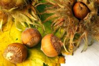 Corylus colurna - Turkish Hazel Nuts and leaves in Autumn