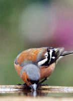 Male Chaffinch having a drink