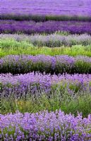 Lavandula - Lavender fields