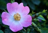 Rosa rubiginosa syn. eglanteria.