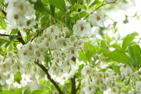 Styrax japonicus - Japanese Snowbell