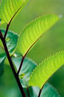 Sanguisorba canadensis - closeup of foliage