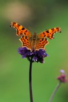 Comma Butterfly (Nymphalis c-album) on Verbena bonariensis