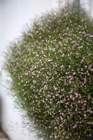 Gypsophila repens rosea - Pink baby's breath in Window box