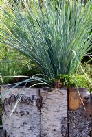 Helictotrichon sempervirens - Blue Oat Grass planted in a container edged with birch bark