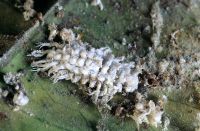 Cryptolaemus - Larva of Australian ladybird feeding on mealy bugs.