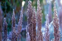 Astilbe chinensis Var. taquetii. Frosted seed heads.